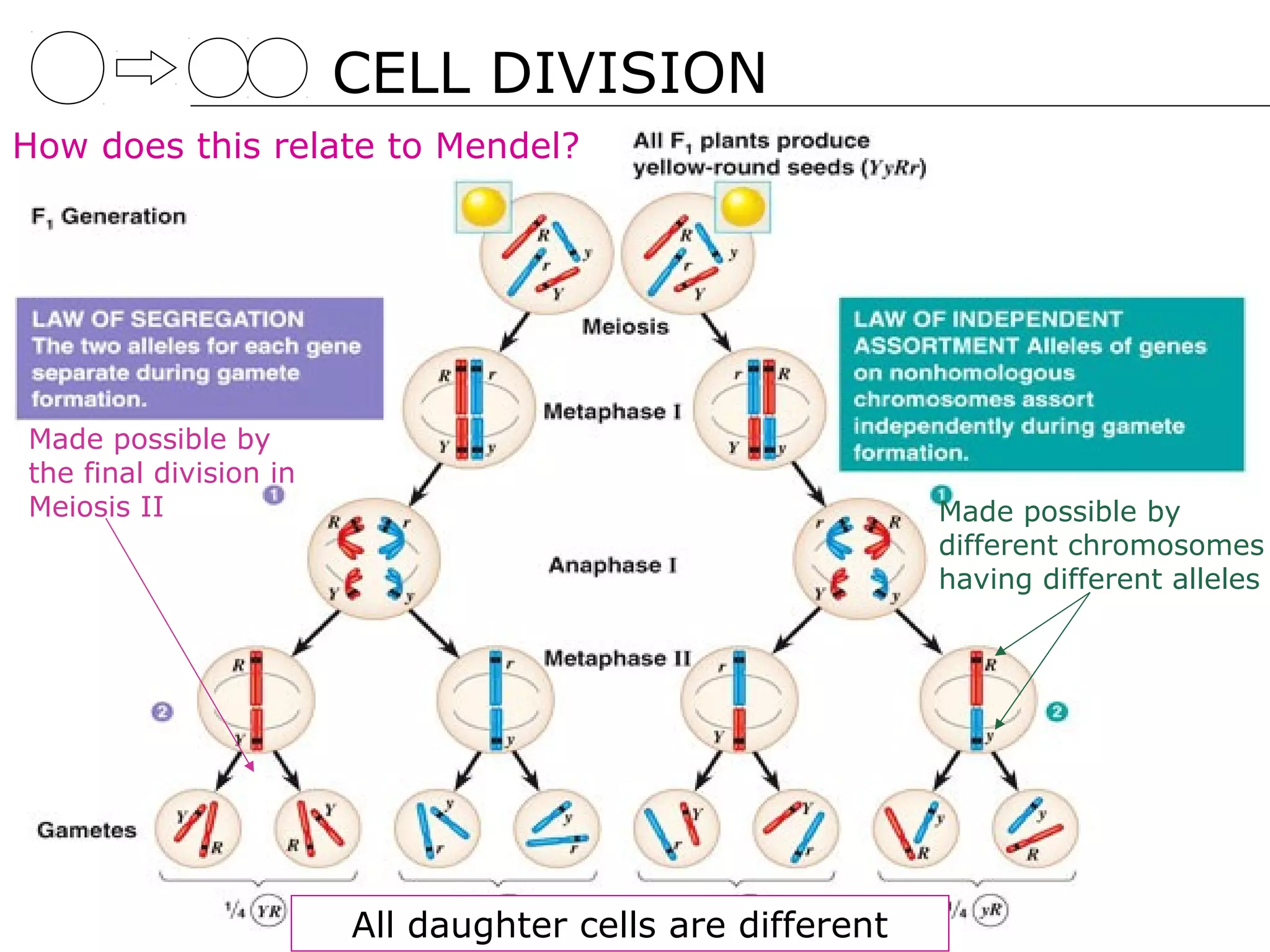 CELL DIVISION
How does this relate to Mendel?




Made possible by
the final division in
Meiosis II                                                 Made possible by
                                                           different chromosomes
                                                           having different alleles




                        All daughter cells are different
 