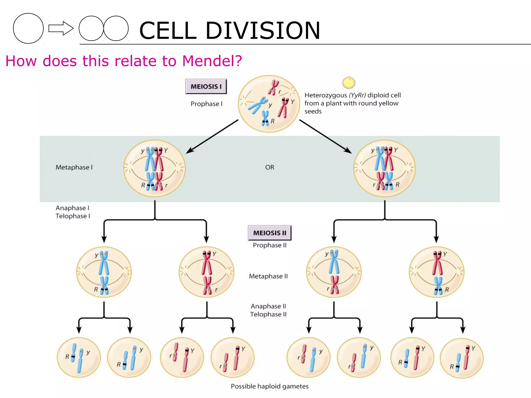 CELL DIVISION
How does this relate to Mendel?
 
