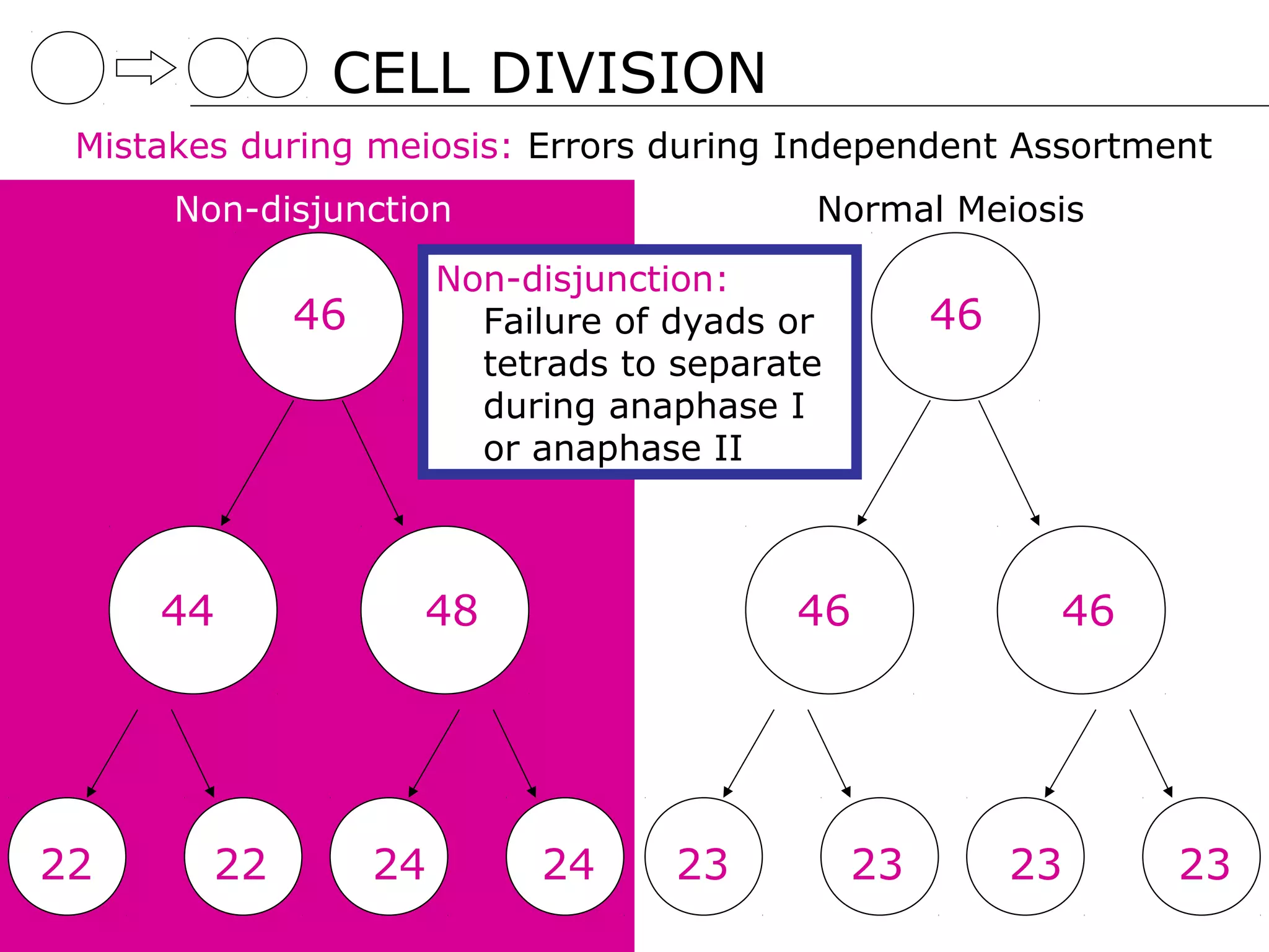 CELL DIVISION
 Mistakes during meiosis: Errors during Independent Assortment
      Non-disjunction                      Normal Meiosis
                       Non-disjunction:
             46          Failure of dyads or        46
                         tetrads to separate
                         during anaphase I
                         or anaphase II



     44            48                     46              46




22      22        24        24      23         23        23    23
 