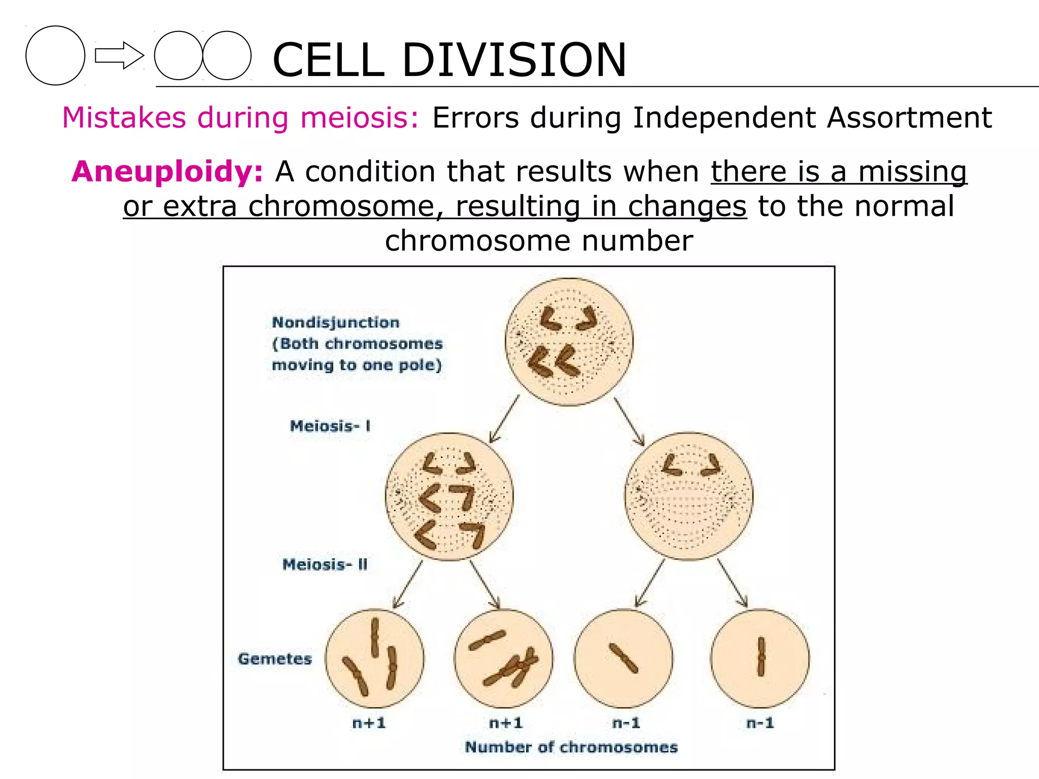 CELL DIVISION
Mistakes during meiosis: Errors during Independent Assortment
Aneuploidy: A condition that results when there is a missing
  or extra chromosome, resulting in changes to the normal
                   chromosome number
 