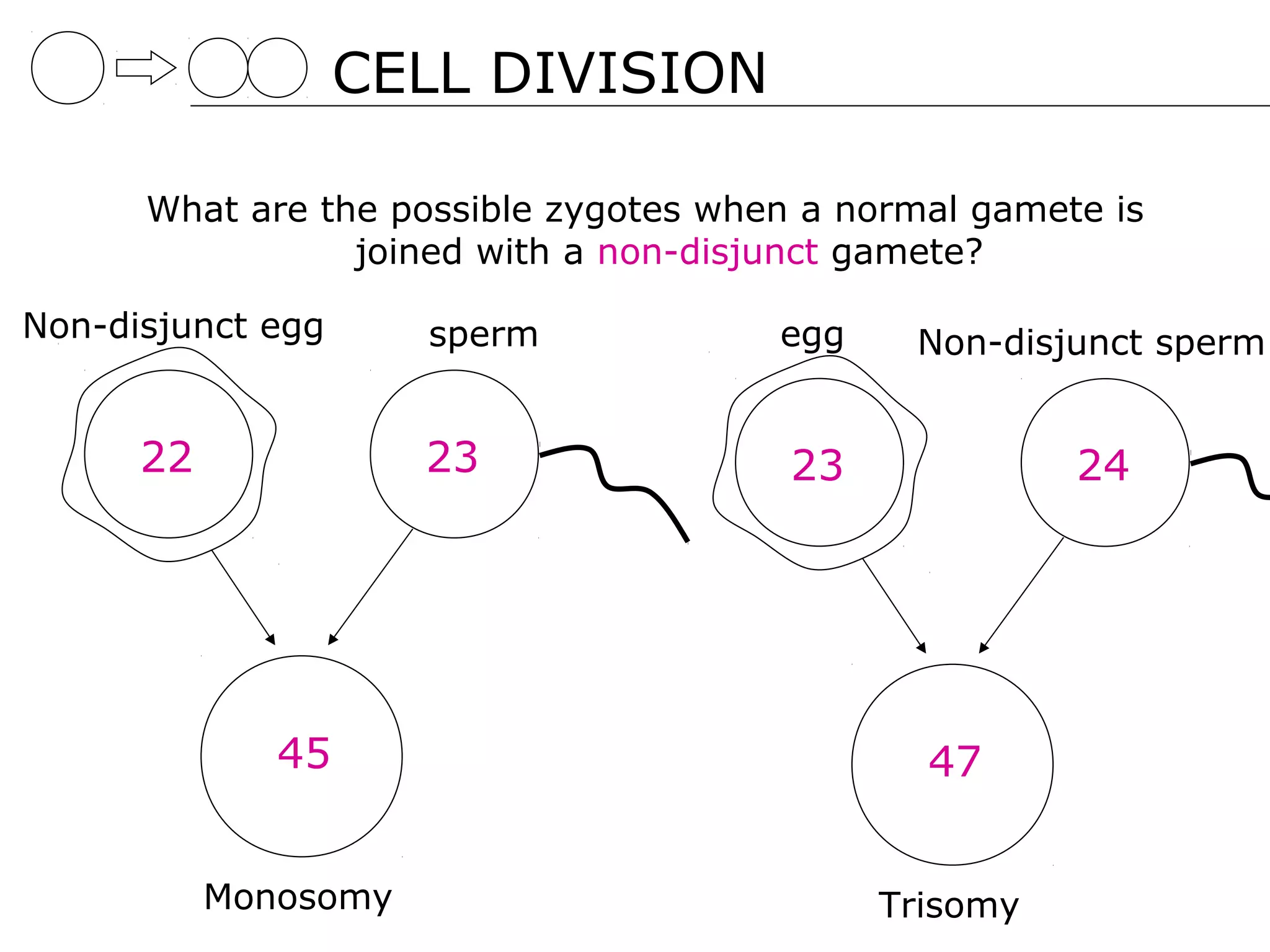 CELL DIVISION

      What are the possible zygotes when a normal gamete is
                 joined with a non-disjunct gamete?

Non-disjunct egg      sperm            egg    Non-disjunct sperm


      22              23                23             24




              45                               47


           Monosomy                          Trisomy
 