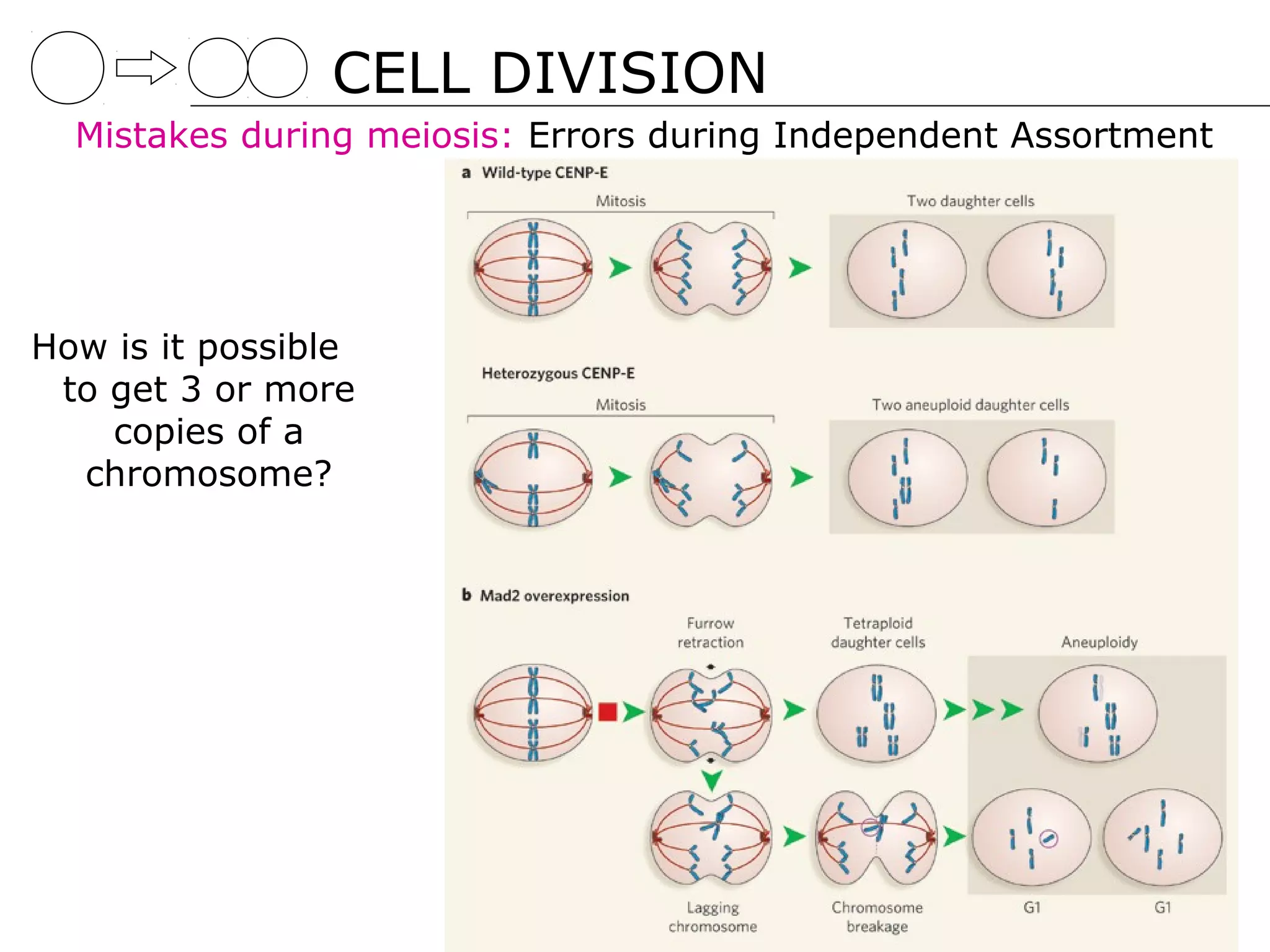CELL DIVISION
  Mistakes during meiosis: Errors during Independent Assortment




How is it possible
 to get 3 or more
    copies of a
  chromosome?
 