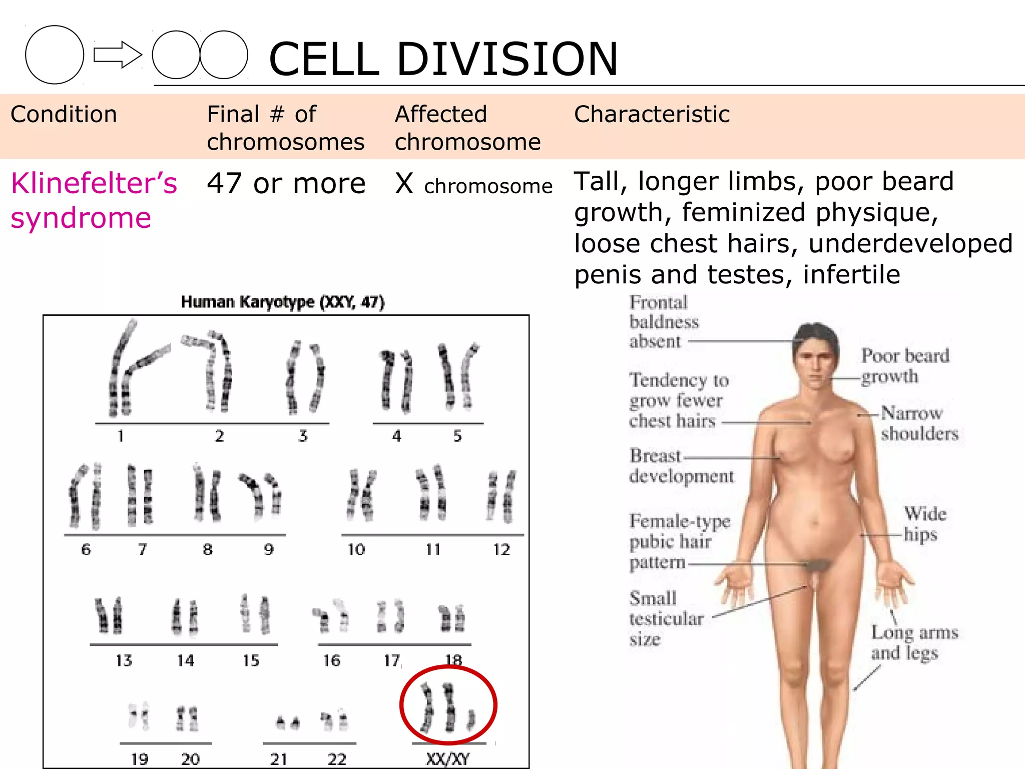 CELL DIVISION
Condition       Final # of    Affected       Characteristic
                chromosomes   chromosome
Klinefelter’s   47 or more X    chromosome   Tall, longer limbs, poor beard
syndrome                                     growth, feminized physique,
                                             loose chest hairs, underdeveloped
                                             penis and testes, infertile
 