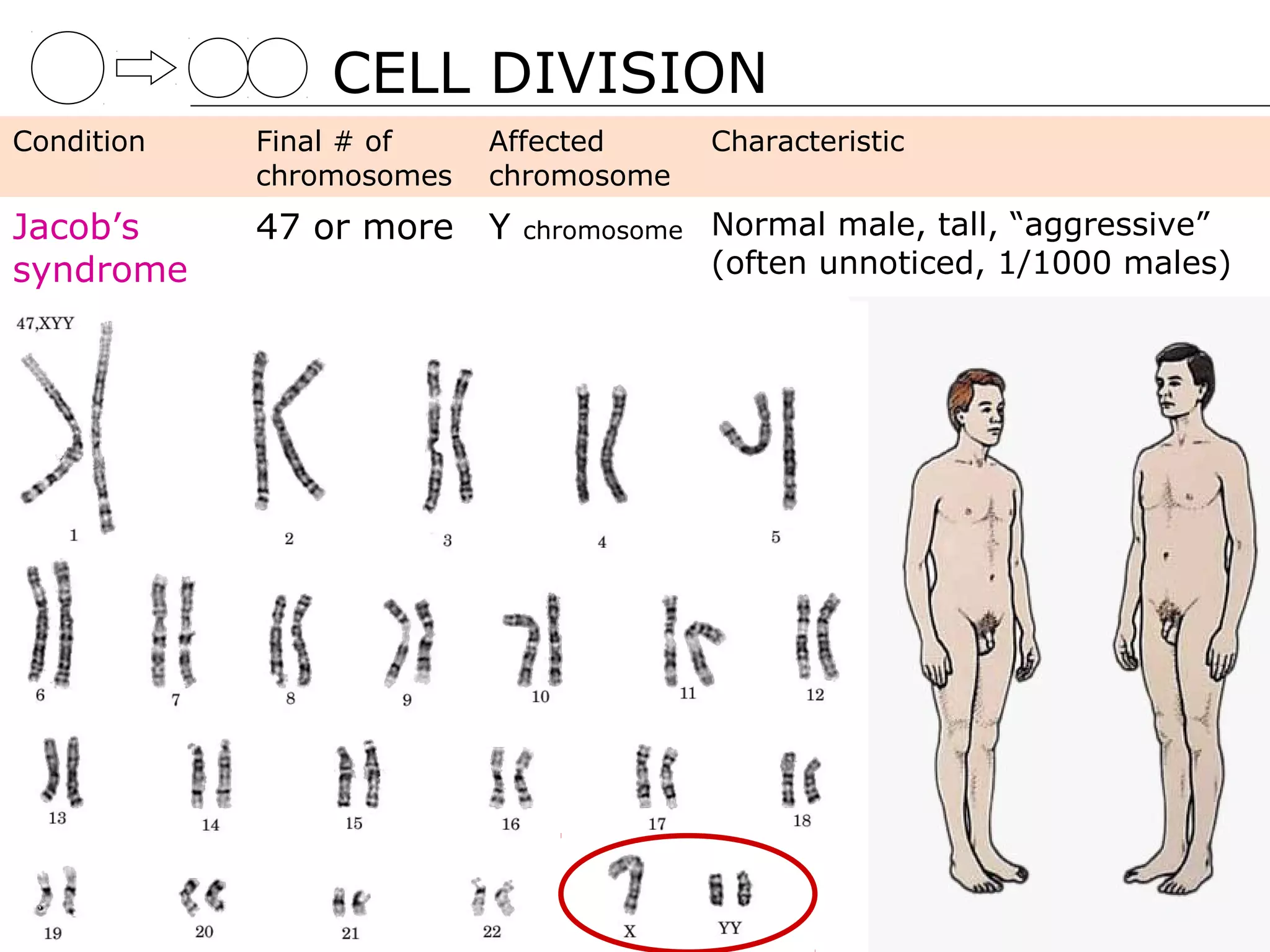 CELL DIVISION
Condition   Final # of    Affected      Characteristic
            chromosomes   chromosome
Jacob’s     47 or more Y   chromosome   Normal male, tall, “aggressive”
syndrome                                (often unnoticed, 1/1000 males)
 