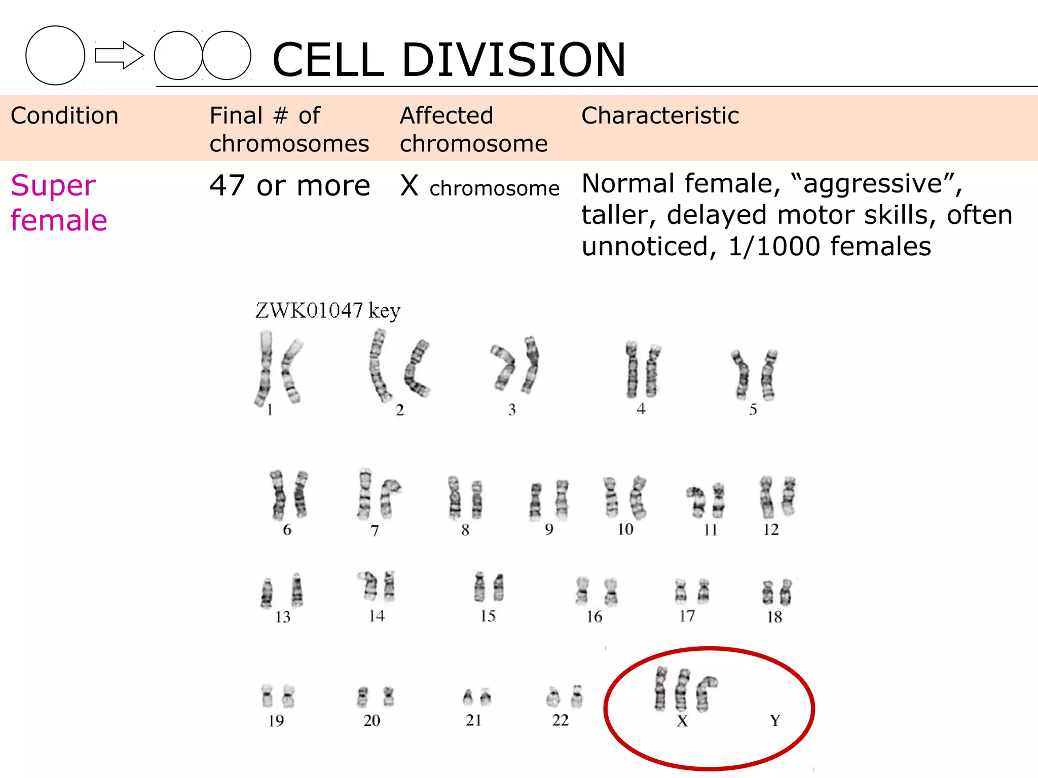 CELL DIVISION
Condition   Final # of    Affected       Characteristic
            chromosomes   chromosome
Super       47 or more X    chromosome   Normal female, “aggressive”,
female                                   taller, delayed motor skills, often
                                         unnoticed, 1/1000 females
 