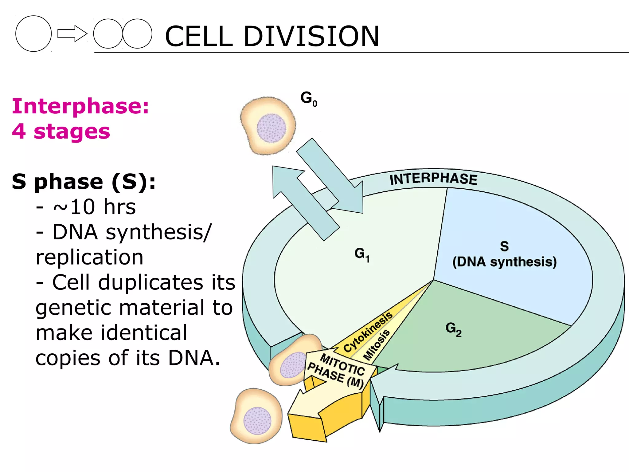 CELL DIVISION

                          G0
Interphase:
4 stages

S phase (S):
  - ~10 hrs
  - DNA synthesis/
  replication
  - Cell duplicates its
  genetic material to
  make identical
  copies of its DNA.
 