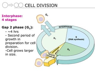 CELL DIVISION

                        G0
Interphase:
4 stages

Gap 2 phase (G2):
 - ~4 hrs
 - Second period of
 growth in
 preparation for cell
 division.
 -Cell grows larger
 in size.
 