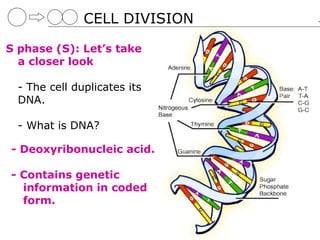 CELL DIVISION

S phase (S): Let’s take
  a closer look

  - The cell duplicates its
  DNA.

  - What is DNA?

- Deoxyribonucleic acid.

- Contains genetic
  information in coded
  form.
 
