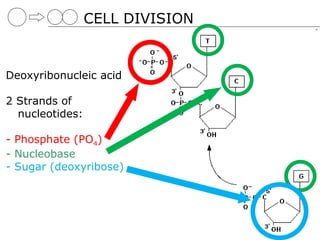 CELL DIVISION


Deoxyribonucleic acid

2 Strands of
  nucleotides:

- Phosphate (PO4)
- Nucleobase
- Sugar (deoxyribose)
 