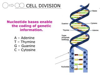 CELL DIVISION


Nucleotide bases enable
  the coding of genetic
      information.

   A – Adenine
   T – Thymine
   G – Guanine
   C – Cytosine
 