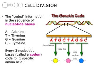CELL DIVISION

- The "coded" information
  is the sequence of
  nucleotide bases

  A – Adenine
  T – Thymine
  G – Guanine
  C – Cytosine

  Every 3 nucleotide
  bases (called a codon)
  code for 1 specific
  amino acid.
 