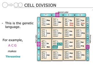CELL DIVISION



- This is the genetic
  language.



For example,
    A CG
    makes

  Threonine
 