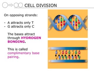 CELL DIVISION

On opposing strands:

- A attracts only T
- G attracts only C

  The bases attract
  through HYDROGEN
  BONDING.

  This is called
  complimentary base
  pairing.
 