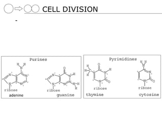 CELL DIVISION
  -




adenine
 