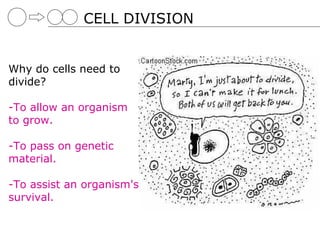 CELL DIVISION


Why do cells need to
divide?

-To allow an organism
to grow.

-To pass on genetic
material.

-To assist an organism's
survival.
 