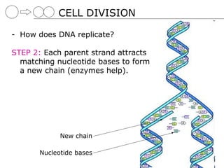 CELL DIVISION

- How does DNA replicate?

STEP 2: Each parent strand attracts
  matching nucleotide bases to form
  a new chain (enzymes help).




             New chain

       Nucleotide bases
 