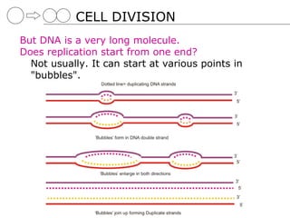 CELL DIVISION
But DNA is a very long molecule.
Does replication start from one end?
  Not usually. It can start at various points in
  "bubbles".
 