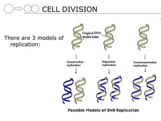 CELL DIVISION


There are 3 models of
  replication:
 
