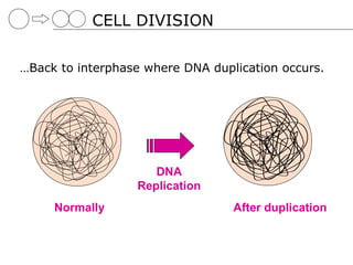 CELL DIVISION

…Back to interphase where DNA duplication occurs.




                     DNA
                  Replication
     Normally                     After duplication
 