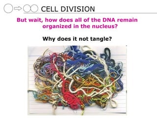 CELL DIVISION
But wait, how does all of the DNA remain
         organized in the nucleus?

        Why does it not tangle?
 