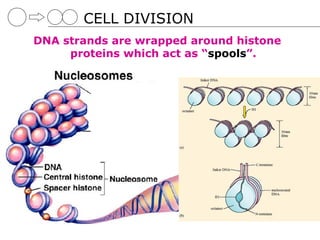 CELL DIVISION
DNA strands are wrapped around histone
     proteins which act as “spools”.
 