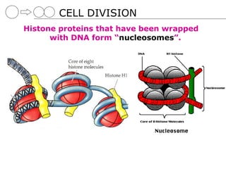 CELL DIVISION
Histone proteins that have been wrapped
      with DNA form “nucleosomes”.
 