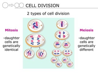 CELL DIVISION
              2 types of cell division



 Mitosis                                  Meiosis

-daughter                                -daughter
 cells are                                cells are
genetically                              genetically
 identical                                different
 