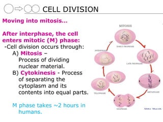 CELL DIVISION
Moving into mitosis…

After interphase, the cell
enters mitotic (M) phase:
 -Cell division occurs through:
    A) Mitosis –
       Process of dividing
       nuclear material.
    B) Cytokinesis - Process
       of separating the
       cytoplasm and its
       contents into equal parts.

   M phase takes ~2 hours in
     humans.
 