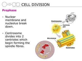 CELL DIVISION
Prophase

- Nuclear
  membrane and
  nucleolus break
  down.

- Centrosome
  divides into 2
  centrioles which
  begin forming the
  spindle fibres.
 