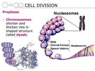 CELL DIVISION
Prophase

- Chromosomes
  shorten and
  thicken into X-
  shaped structures
  called dyads.
 