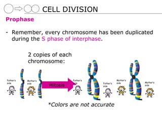 CELL DIVISION
Prophase

- Remember, every chromosome has been duplicated
  during the S phase of interphase.

           2 copies of each
           chromosome:


Father’s   Mother’s              Father’s              Mother’s
side       side                  side       Father’s   side       Mother’s
                       Mitosis              side                  side




                       *Colors are not accurate
 