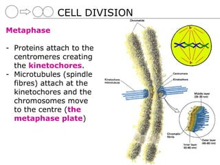 CELL DIVISION
Metaphase

- Proteins attach to the
  centromeres creating
  the kinetochores.
- Microtubules (spindle
  fibres) attach at the
  kinetochores and the
  chromosomes move
  to the centre (the
  metaphase plate)
 