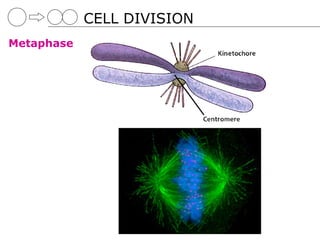 CELL DIVISION
Metaphase
 