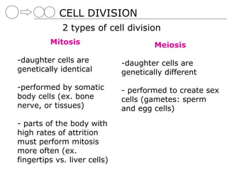 CELL DIVISION
             2 types of cell division
         Mitosis                       Meiosis
-daughter cells are           -daughter cells are
genetically identical         genetically different
-performed by somatic         - performed to create sex
body cells (ex. bone          cells (gametes: sperm
nerve, or tissues)            and egg cells)
- parts of the body with
high rates of attrition
must perform mitosis
more often (ex.
fingertips vs. liver cells)
 