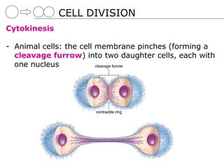CELL DIVISION
Cytokinesis

- Animal cells: the cell membrane pinches (forming a
  cleavage furrow) into two daughter cells, each with
  one nucleus
 