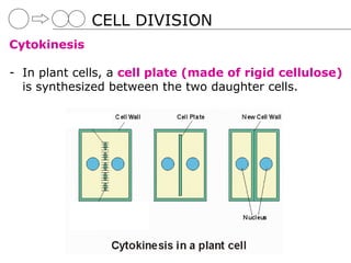 CELL DIVISION
Cytokinesis

- In plant cells, a cell plate (made of rigid cellulose)
  is synthesized between the two daughter cells.
 