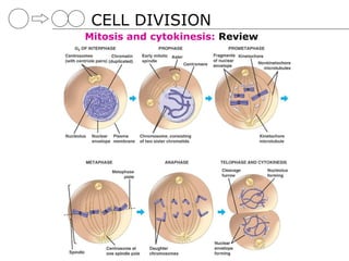 CELL DIVISION
Mitosis and cytokinesis: Review
 