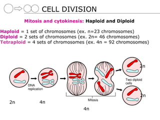 CELL DIVISION
         Mitosis and cytokinesis: Haploid and Diploid

Haploid = 1 set of chromosomes (ex. n=23 chromosomes)
Diploid = 2 sets of chromosomes (ex. 2n= 46 chromosomes)
Tetraploid = 4 sets of chromosomes (ex. 4n = 92 chromosomes)




                                                        2n




                                                        2n
   2n          4n
                                 4n
 