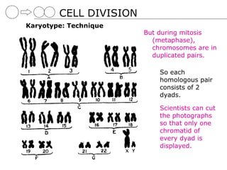 CELL DIVISION
Karyotype: Technique
                        But during mitosis
                          (metaphase),
                          chromosomes are in
                          duplicated pairs.

                            So each
                            homologous pair
                            consists of 2
                            dyads.

                            Scientists can cut
                            the photographs
                            so that only one
                            chromatid of
                            every dyad is
                            displayed.
 