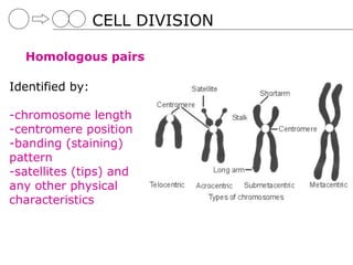 CELL DIVISION

  Homologous pairs

Identified by:

-chromosome length
-centromere position
-banding (staining)
pattern
-satellites (tips) and
any other physical
characteristics
 