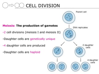 CELL DIVISION



Meiosis: The production of gametes

-2 cell divisions (meiosis I and meiosis II)

-Daughter cells are genetically unique

-4 daughter cells are produced

-Daughter cells are haploid
 