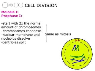 CELL DIVISION
Meiosis I:
Prophase I:

-start with 2x the normal
amount of chromosomes
-chromosomes condense
-nuclear membrane and       Same as mitosis
nucleolus dissolve
-centrioles split
 