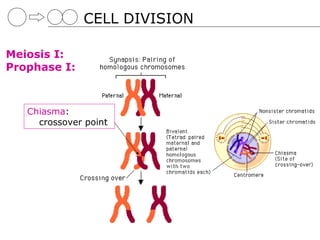 CELL DIVISION

Meiosis I:
Prophase I:



   Chiasma:
     crossover point
 