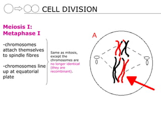 CELL DIVISION

Meiosis I:
Metaphase I

-chromosomes
attach themselves   Same as mitosis,
to spindle fibres   except the
                    chromosomes are
                    no longer identical
-chromosomes line   (they are
up at equatorial    recombinant).
plate
 