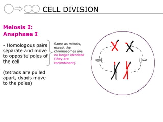 CELL DIVISION

Meiosis I:
Anaphase I
                       Same as mitosis,
- Homologous pairs     except the
separate and move      chromosomes are
to opposite poles of   no longer identical
                       (they are
the cell               recombinant).


(tetrads are pulled
apart, dyads move
to the poles)
 