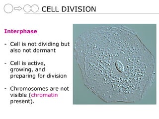 CELL DIVISION


Interphase

- Cell is not dividing but
  also not dormant

- Cell is active,
  growing, and
  preparing for division

- Chromosomes are not
  visible (chromatin
  present).
 