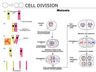 CELL DIVISION
 