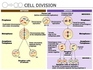 CELL DIVISION
 