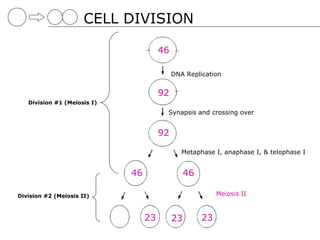 CELL DIVISION
                             Maternal Chromosome A                       Paternal Chromosome A

                                                          46
                                                                  DNA Replication
                                                                 DNA Replication

                                                          92
                                                          92
                                                                         Sister chromatids


   Division #1 (Meiosis I)
                                                               Synapsis and crossing over
                                                               Synapsis and crossing over




                                                          92
                                                          92
                                                                         Metaphase I, anaphase I, & telophase I
                                                                        Metaphase I, anaphase I, & telophase I

                                              46                         46
                                              46                         46

Division #2 (Meiosis II)                                                                        Meiosis II


                                     23
                                                     23
                                                     23          23
                                                                 23                   23
                                                                                      23
 