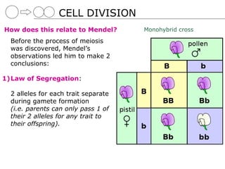 CELL DIVISION
How does this relate to Mendel?       Monohybrid cross

  Before the process of meiosis
  was discovered, Mendel’s
  observations led him to make 2
  conclusions:

1)Law of Segregation:

  2 alleles for each trait separate
  during gamete formation
  (i.e. parents can only pass 1 of
  their 2 alleles for any trait to
  their offspring).
 